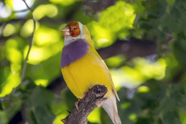 Gouldian finch, Erythrura gouldiae — Fotografia de Stock