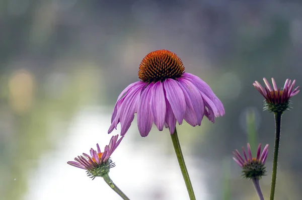 Echinacea purpurea — Stockfoto