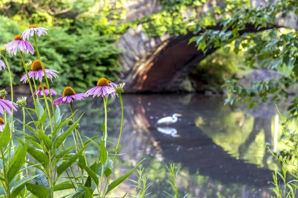 Pont Gapstow Central Park, New York — Photo