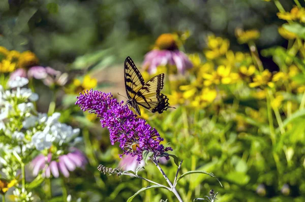 Doğu tiger swallowtail, Papilio glaucus — Stok fotoğraf