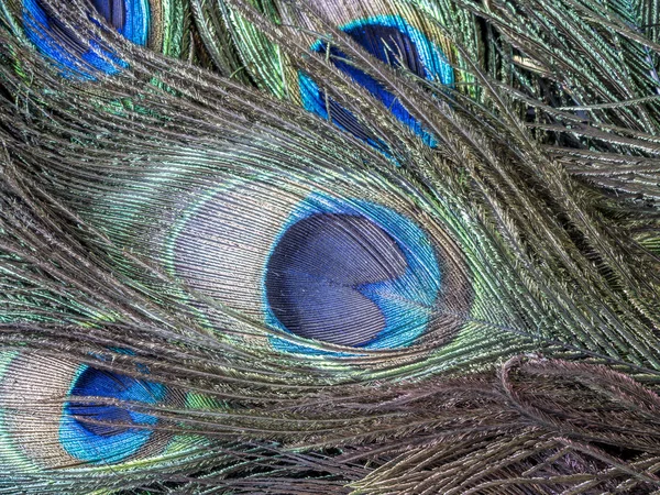 Peafowl or peacock bird — Stock Photo, Image