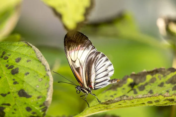 Heliconio Mariposa —  Fotos de Stock