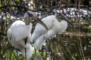 Ahşap leylek, Mycteria americana