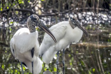 Ahşap leylek, Mycteria americana
