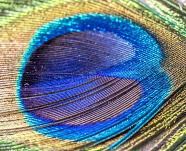 Tavuskuşu veya tavus kuşu