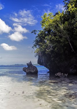 Coral reef Güney Pasifik