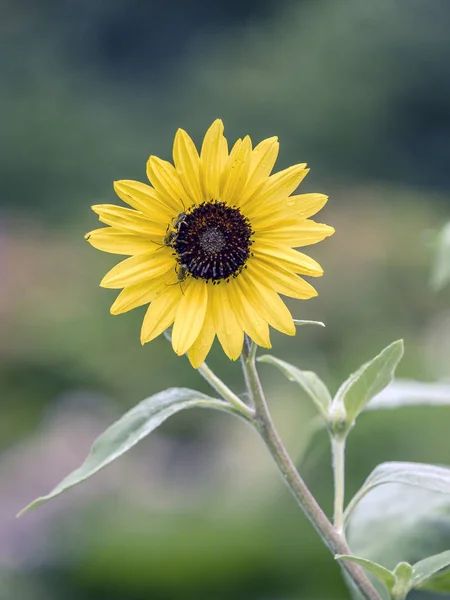Helianthus or sunflowers — Stock Photo, Image