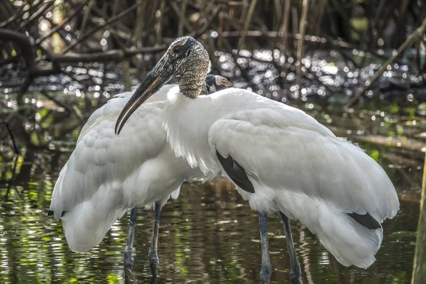 Wood stork, Mycteria americana — Stock Photo, Image