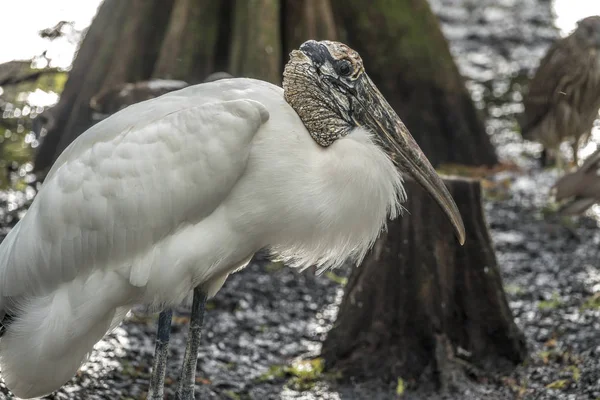 Wood stork, Mycteria americana — Stock Photo, Image