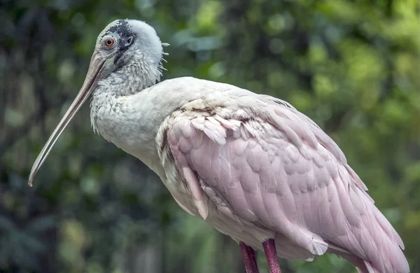 pembe kaşıkçı, Platalea ajaja Ibis ve kaşıkçı ailesinin sokulgan bir yürüyen kuş mu