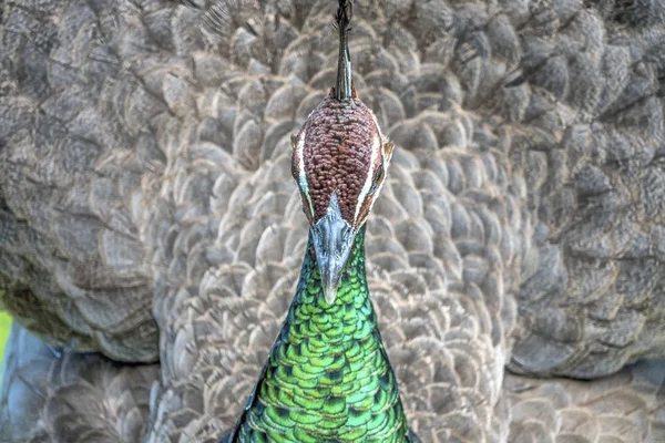 Peafowl or peacock bird — Stock Photo, Image