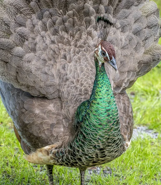 Påfågel eller påfågel fågel — Stockfoto