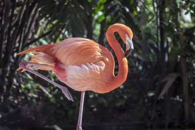 büyük flamingo, Phoenicopterus roseu