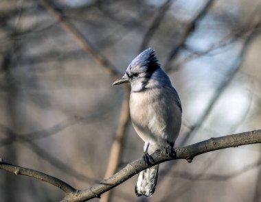 Mavi karga, cyanocitta cristata