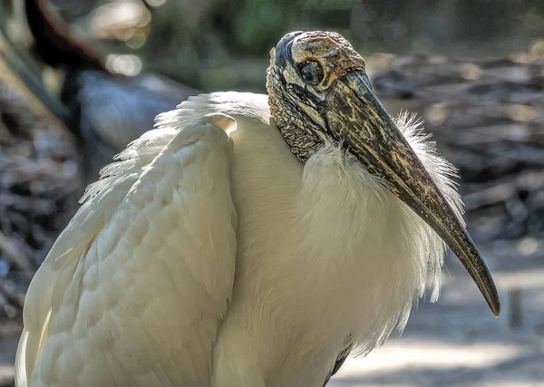 Trä stork, Mycteria americana — Stockfoto