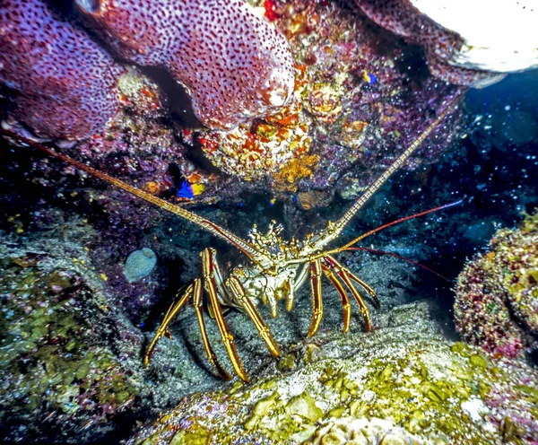Panulirus argus, the Caribbean spiny lobster — Stock Photo, Image