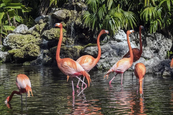 Flamingo maior, Phoenicopterus roseu — Fotografia de Stock