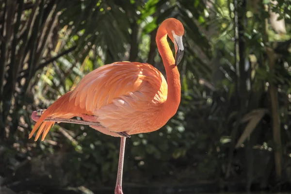 Flamingo maior, Phoenicopterus roseu — Fotografia de Stock