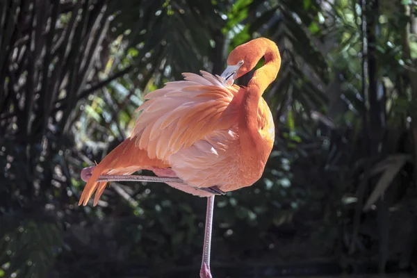 Flamingo maior, Phoenicopterus roseu — Fotografia de Stock