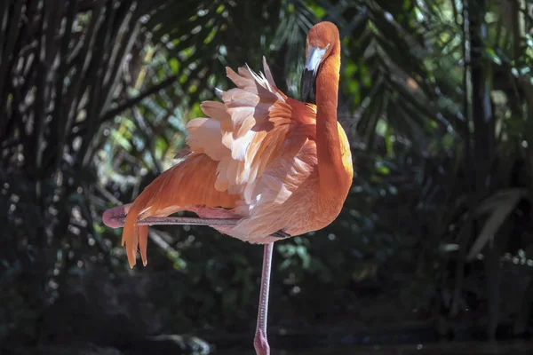 Großer Flamingo, Phönix roseu — Stockfoto