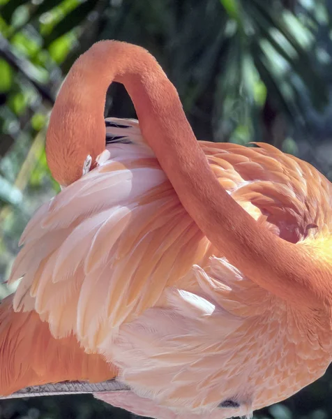 Grotere flamingo, Phoenicopterus roseu — Stockfoto