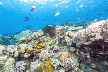 Mercan Bali sahil kapalı