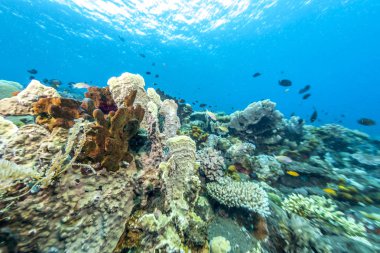 Mercan Bali sahil kapalı