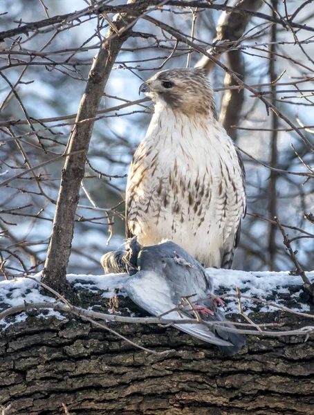 Red - tailed hawk, buteo jamaicensis — Stockfoto