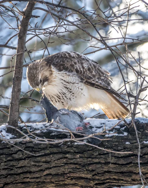 Red - tailed hawk, buteo jamaicensis — Stockfoto