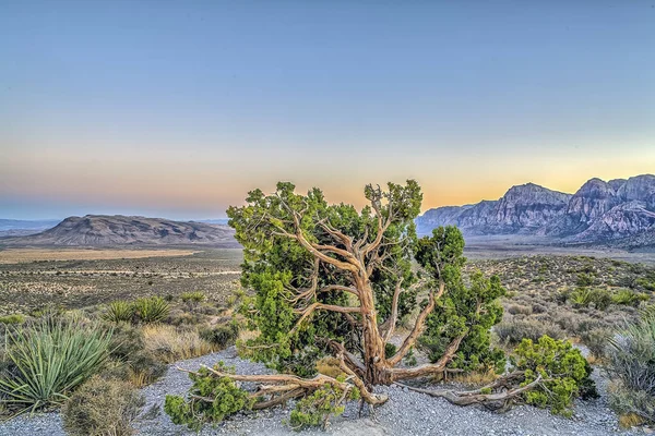 Área Nacional de Conservación del Cañón Red Rock en Nevada — Foto de Stock