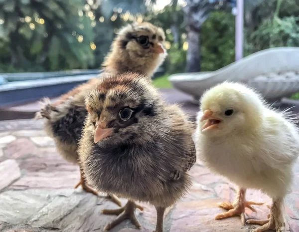 Kleine Baby-Hühner — Stockfoto