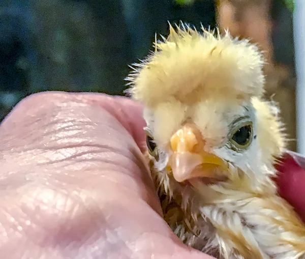 Små baby kycklingar — Stockfoto