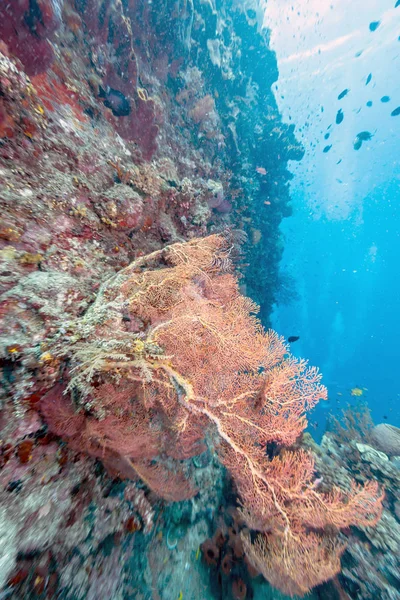 Coral reef off coast of Bali — Stock Photo, Image