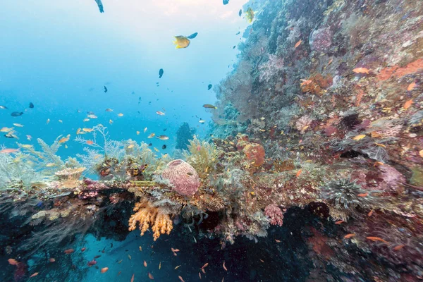 Korallrev utanför kusten av Bali — Stockfoto