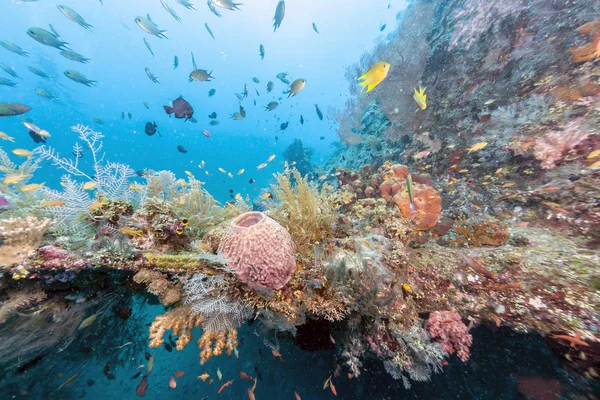 Arrecife de coral frente a la costa de Bali —  Fotos de Stock