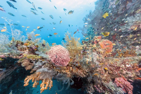 Arrecife de coral frente a la costa de Bali —  Fotos de Stock