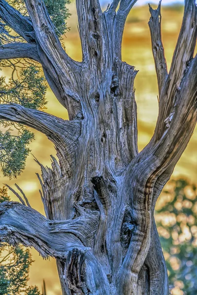 Сионский национальный парк — стоковое фото