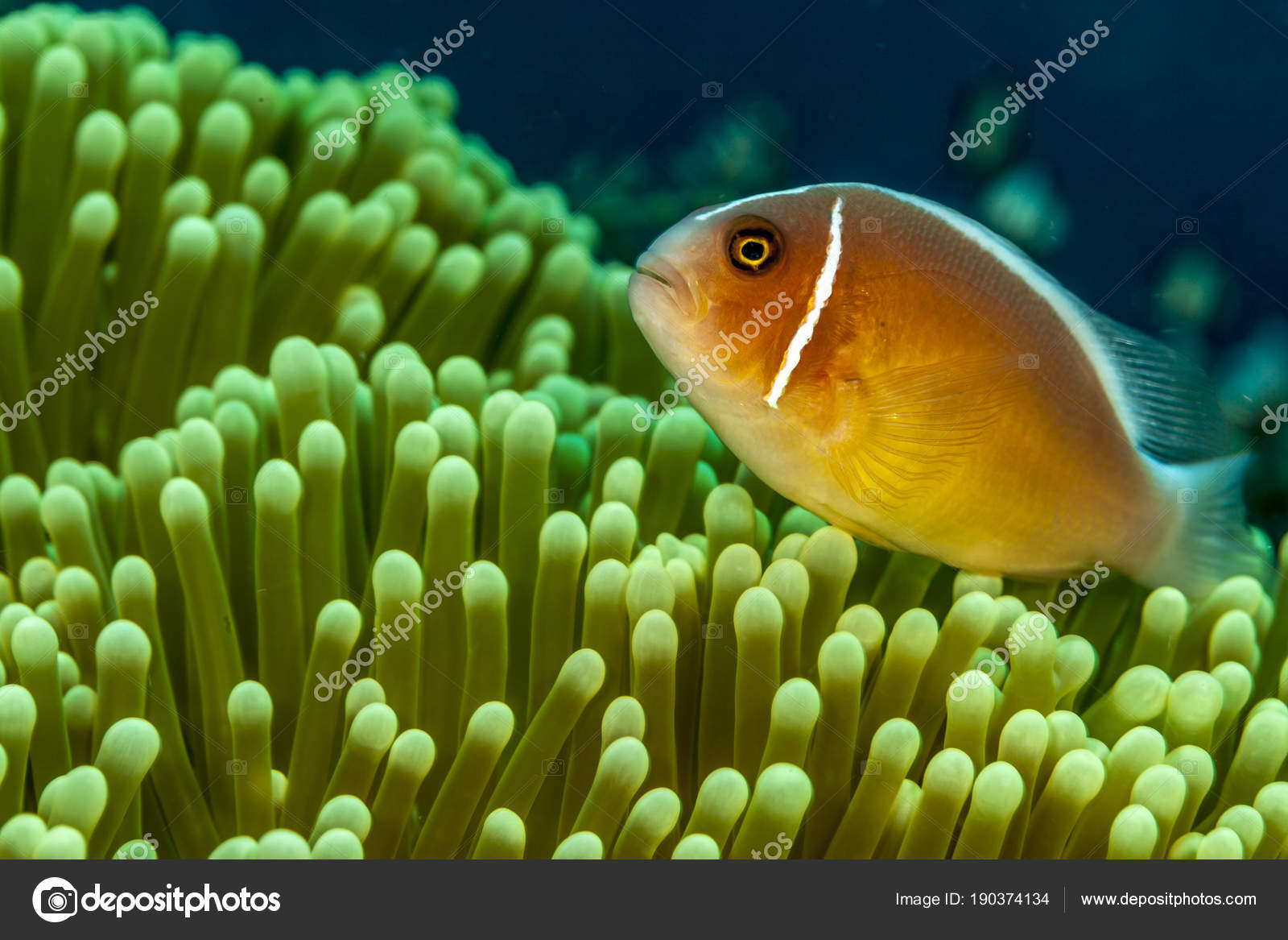 Det gamle Apple Clown Fish-bakgrunnsbildet oppskalert til [5120x3200] :  r/wallpapers, image size:1600x1167