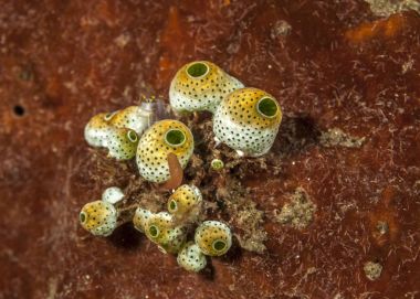 Tunicates Bali kıyıları