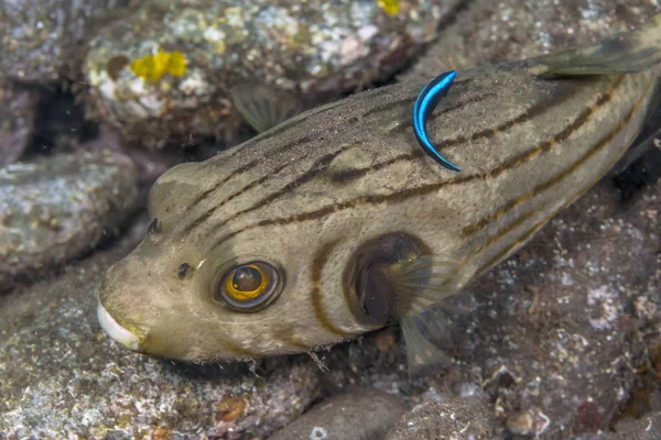 Stiped puffer ao largo da Costa de Bali — Fotografia de Stock