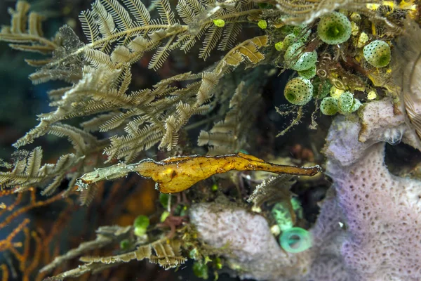 Korálový útes off pobřeží Bali — Stock fotografie