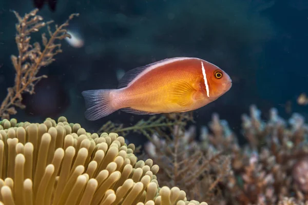 Perideraion Amphiprion, peixe-palhaço de gambá rosa, anemonefish rosa , — Fotografia de Stock