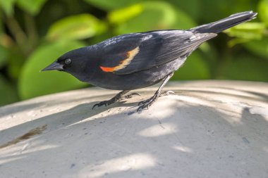 red-winged blackbird,Agelaius phoeniceus clipart