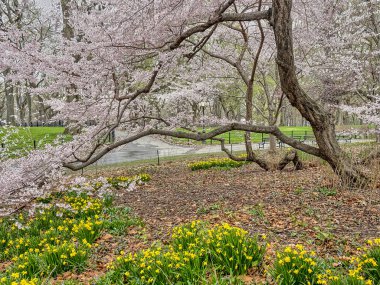 Bahar central park, new york city 