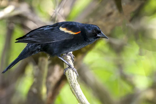 红翅乌鸫，Agelaius phoeniceus — 图库照片