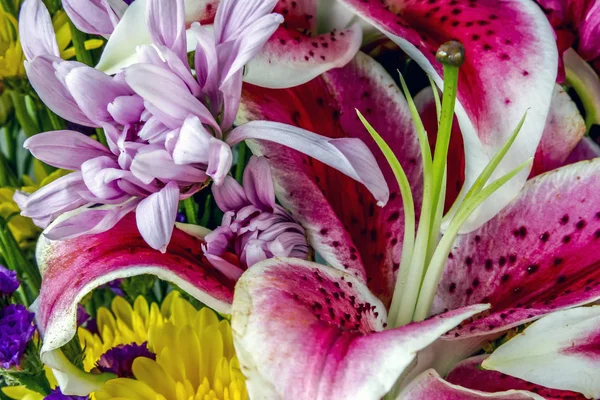 Orientalisk lilja, Lilium cernuum Stargazer — Stockfoto