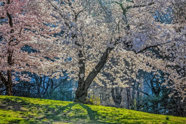 Central park, new york city jaro — Stock fotografie