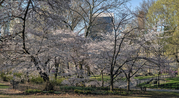 Spring in Central Park with Cherry trees