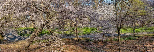 Central park, new york city våren — Stockfoto