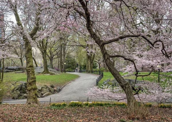 Central park, new york city voorjaar — Stockfoto